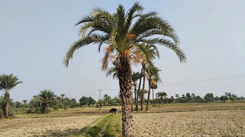 Climate Change And Government Apathy: Date Farmers Navigate Uncertain Times