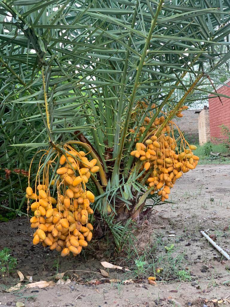 Climate Change And Government Apathy: Date Farmers Navigate Uncertain Times